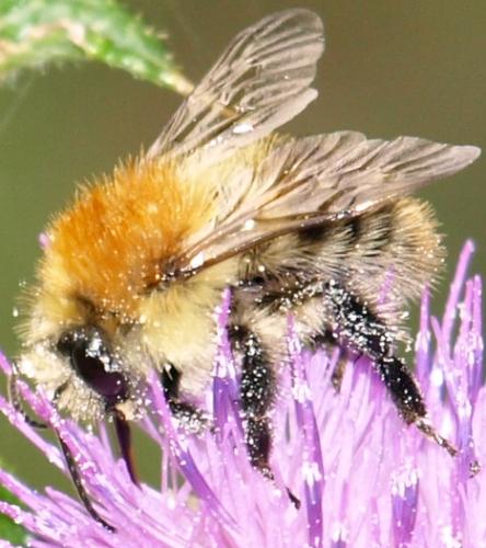 Bombus pascuorum