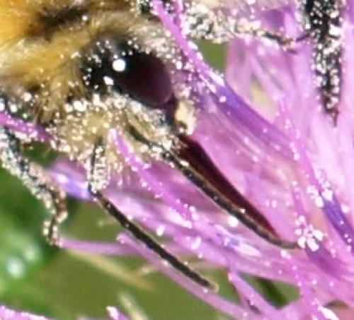 Bombus pascuorum