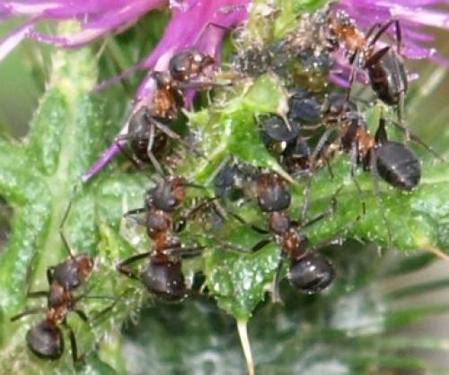 Formica rufa