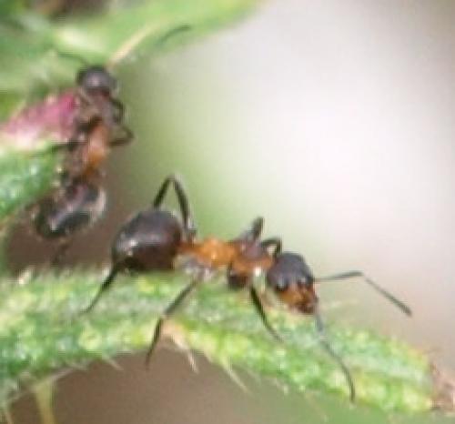 Formica rufa