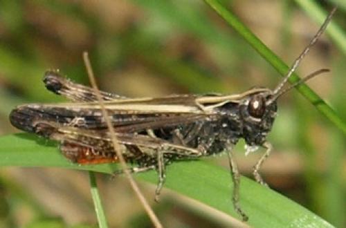 Réf. 128 212 : Omocestus rufipes