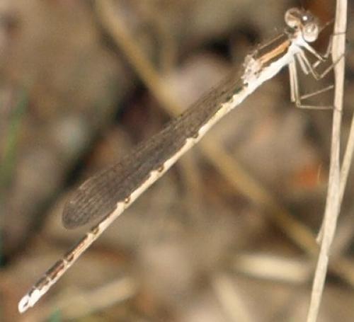 Réf. 128 237 : Sympecma fusca