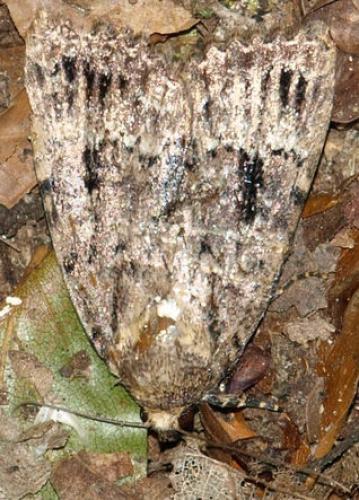 Amphipyra pyramidea