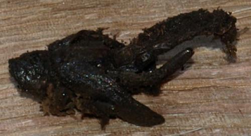 Cerambyx sp.
