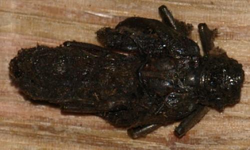 Cerambyx sp.