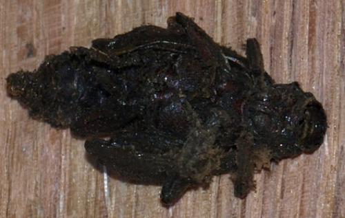 Cerambyx sp.