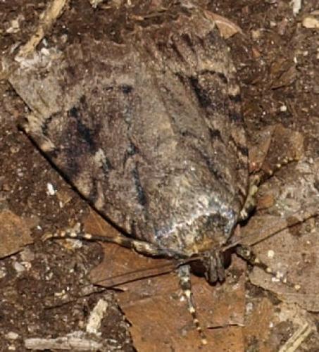 Amphipyra pyramidea