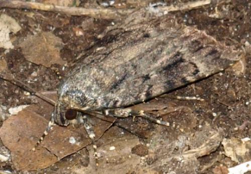 Amphipyra pyramidea