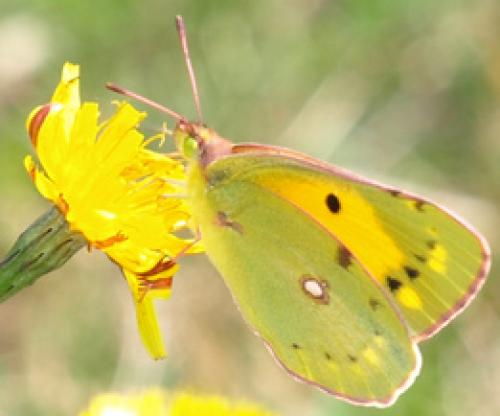 Colias croceus