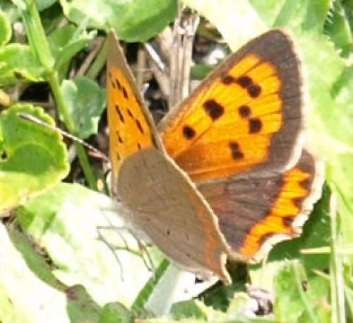 Réf. 128 236 : Lycaena phlaeas