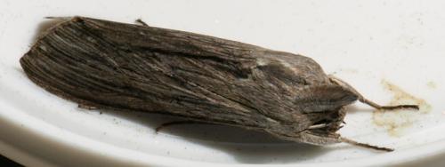 Cucullia umbratica