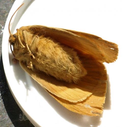 Lasiocampa quercus