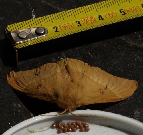 Lasiocampa quercus