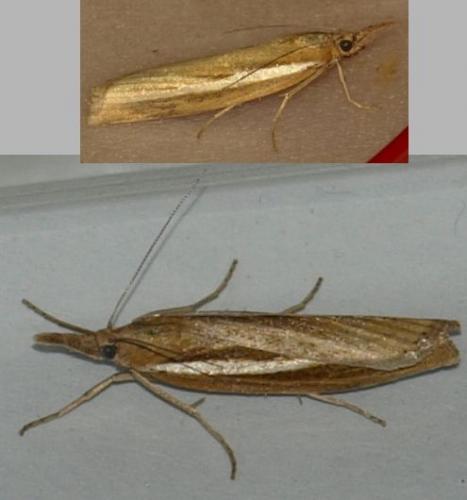 Agriphila tristella