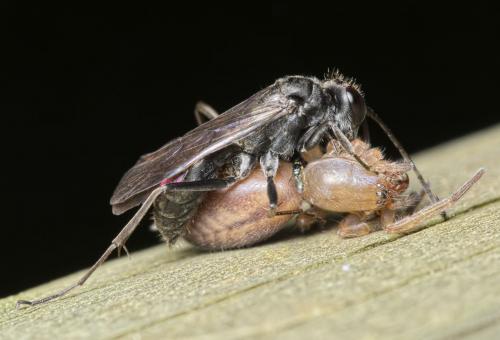 Réf. 128 860 : Auplopus carbonarius
