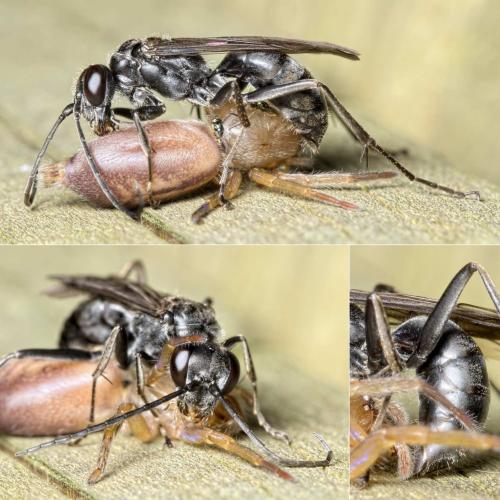 Auplopus carbonarius