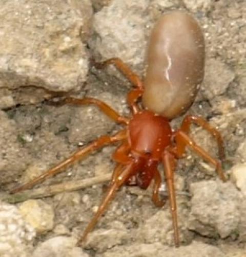 Réf. 128 294 : Dysdera sp.