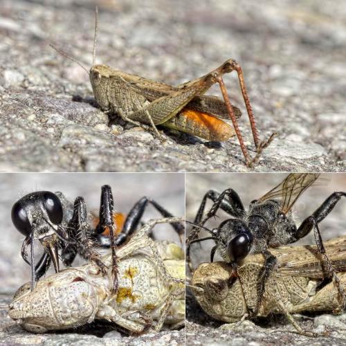Réf. 128 761 : Chorthippus vagans vagans