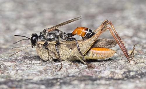 Prionyx kirbii