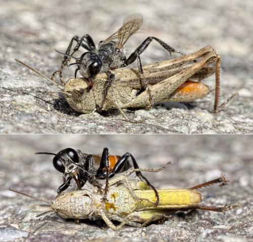 Prionyx kirbii