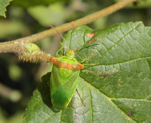 Acanthosoma haemorrhoidale haemorrhoidale