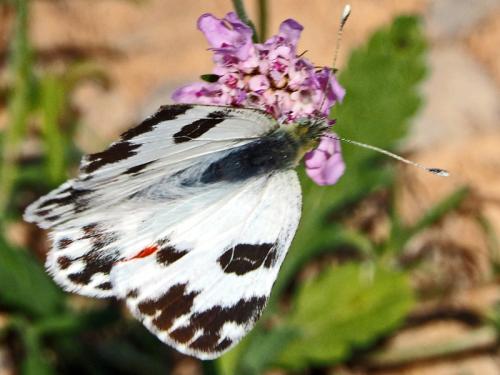 Réf. 128 659 : Pontia daplidice