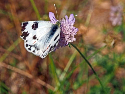 Réf. 128 658 : Pontia daplidice