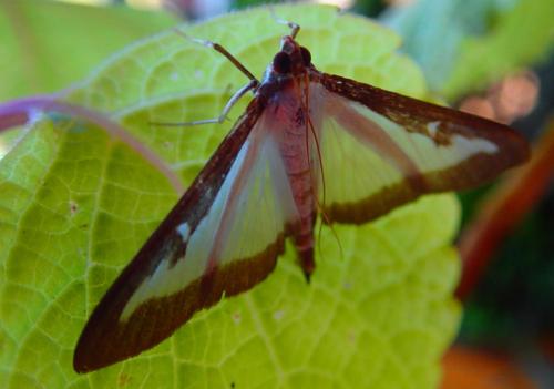 Cydalima perspectalis