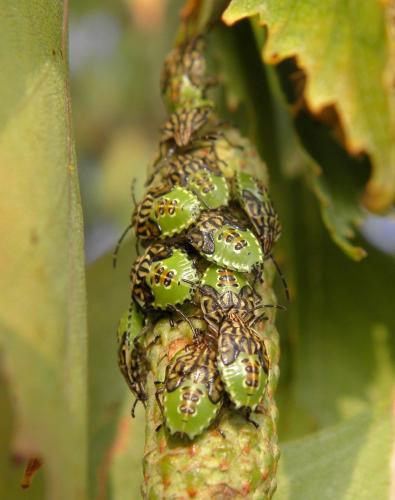 Elasmucha grisea grisea