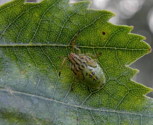 Elasmucha grisea grisea