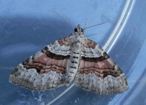 Réf. 128 851 : Xanthorhoe designata