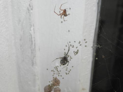 Réf. 128 866 : Parasteatoda tepidariorum