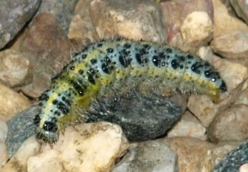 Pieris brassicae