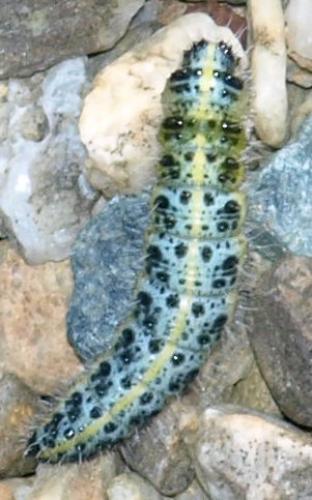 Pieris brassicae