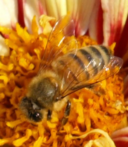 Apis mellifera