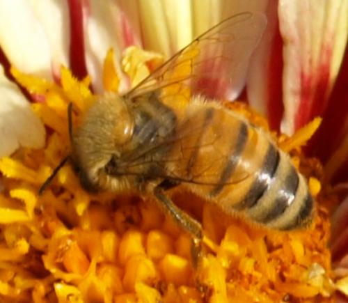 Apis mellifera