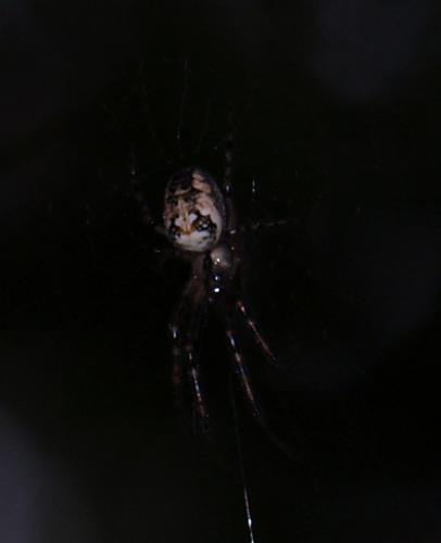 Metellina sp.