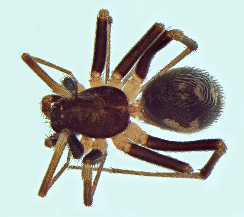 Zodarion maculatum