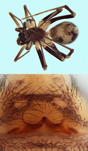 Zodarion maculatum
