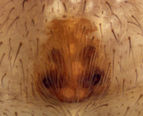 Trabea paradoxa