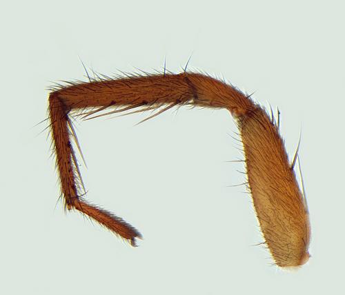 Trabea paradoxa