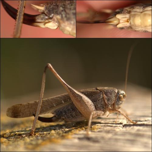 Réf. 128 899 : Platycleis intermedia