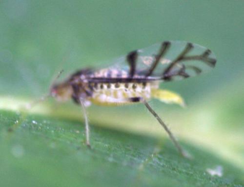 Panaphis juglandis