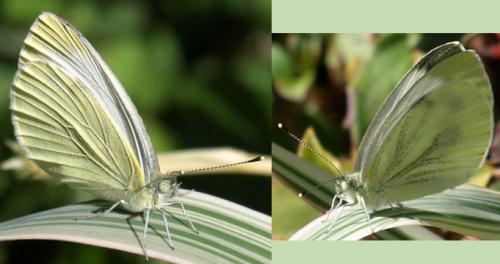 Pieris napi