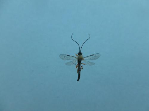 Lissonota boreliiphaga