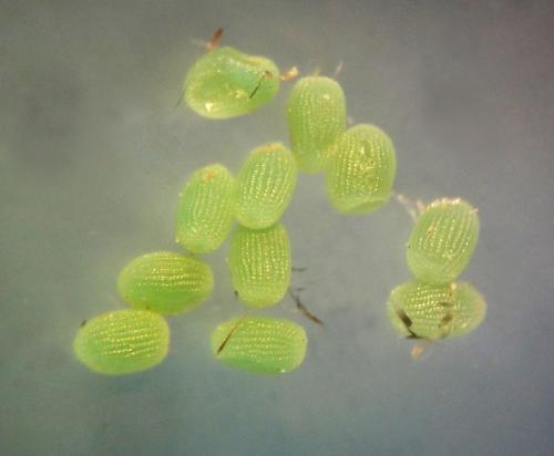 Peribatodes rhomboidaria