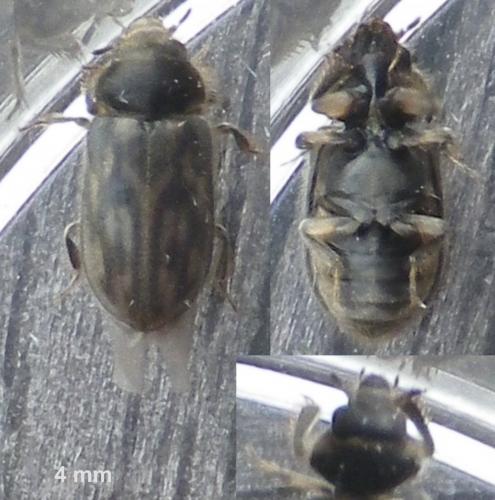 Réf. 128 785 : Heterocerus fenestratus