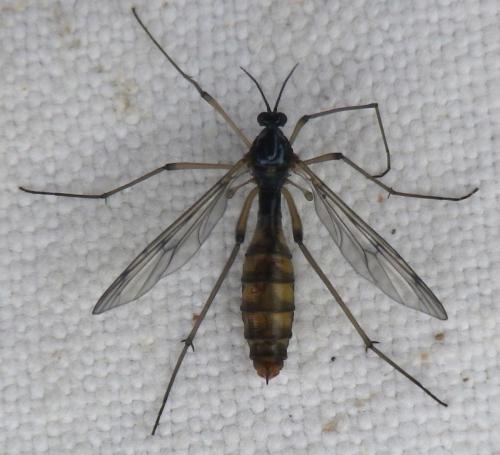 Ptychoptera albimana