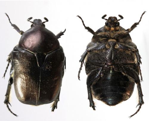 Protaetia afflicta