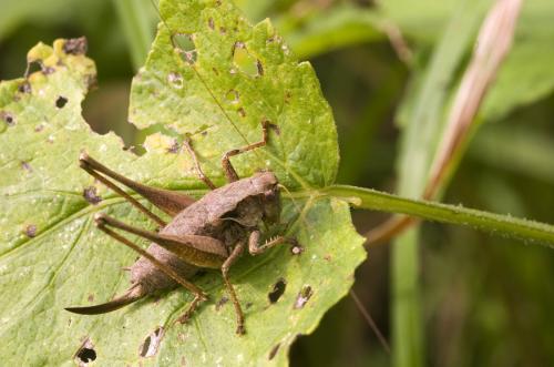 Pholidoptera griseoaptera